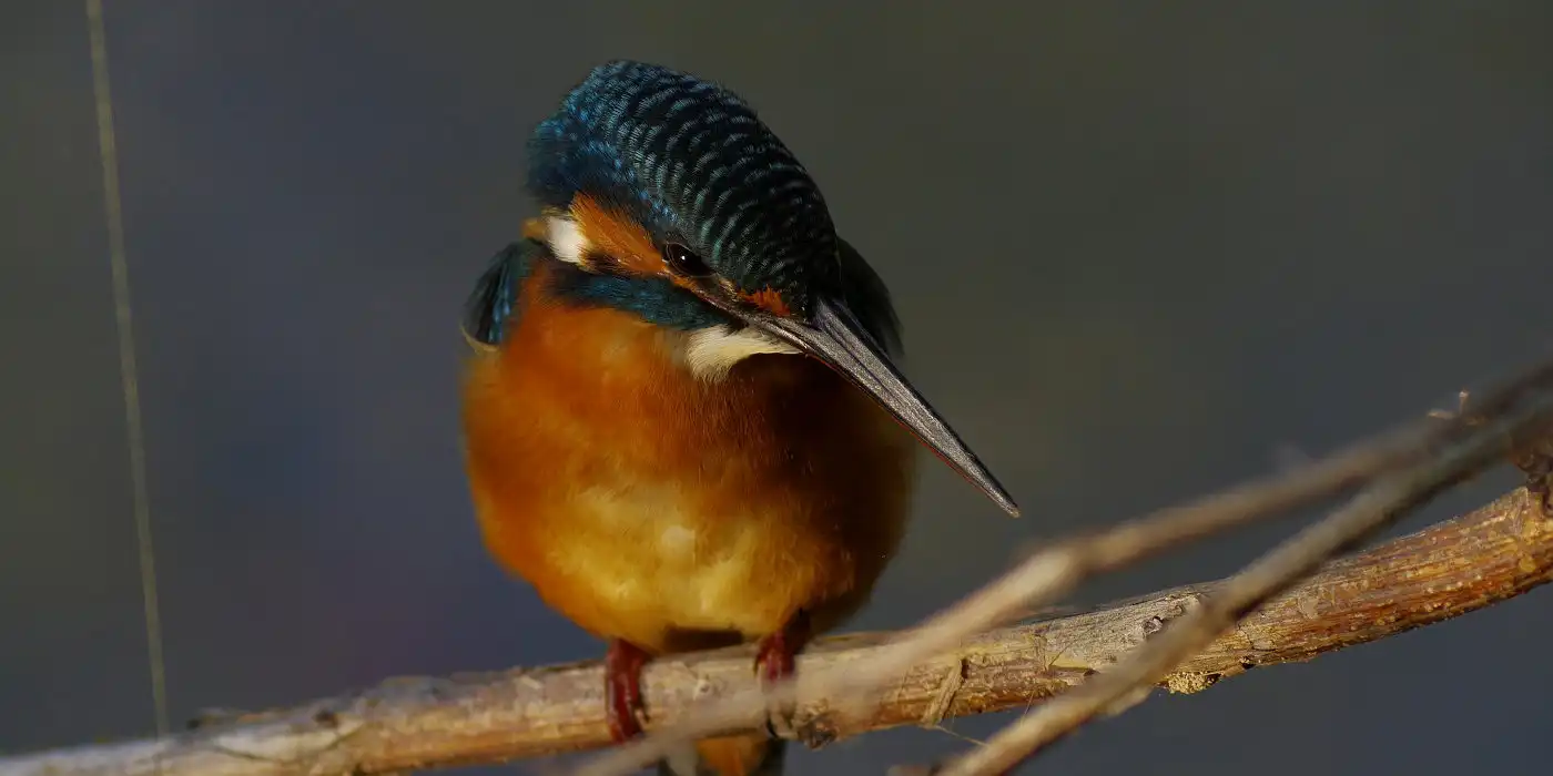 野鳥画像