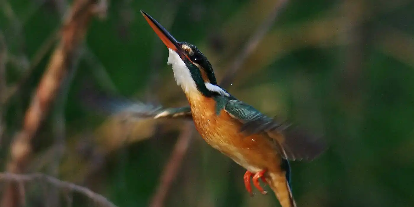 野鳥画像