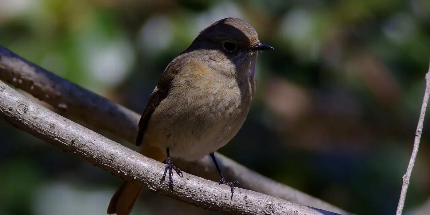 野鳥画像