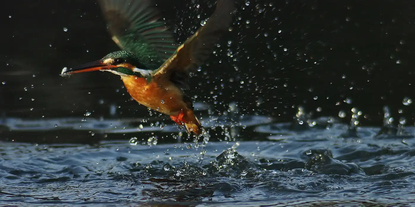 野鳥画像