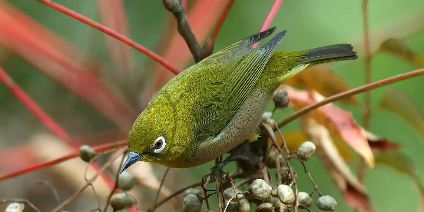 野鳥画像