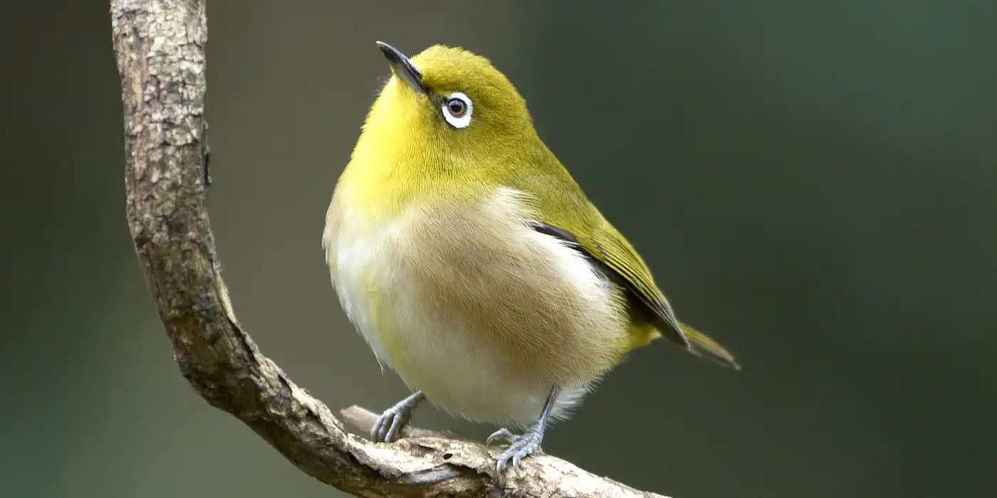 野鳥画像