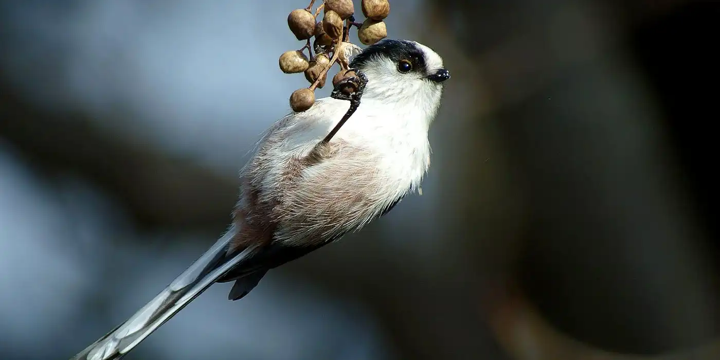 野鳥画像