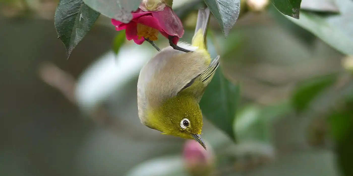 野鳥画像