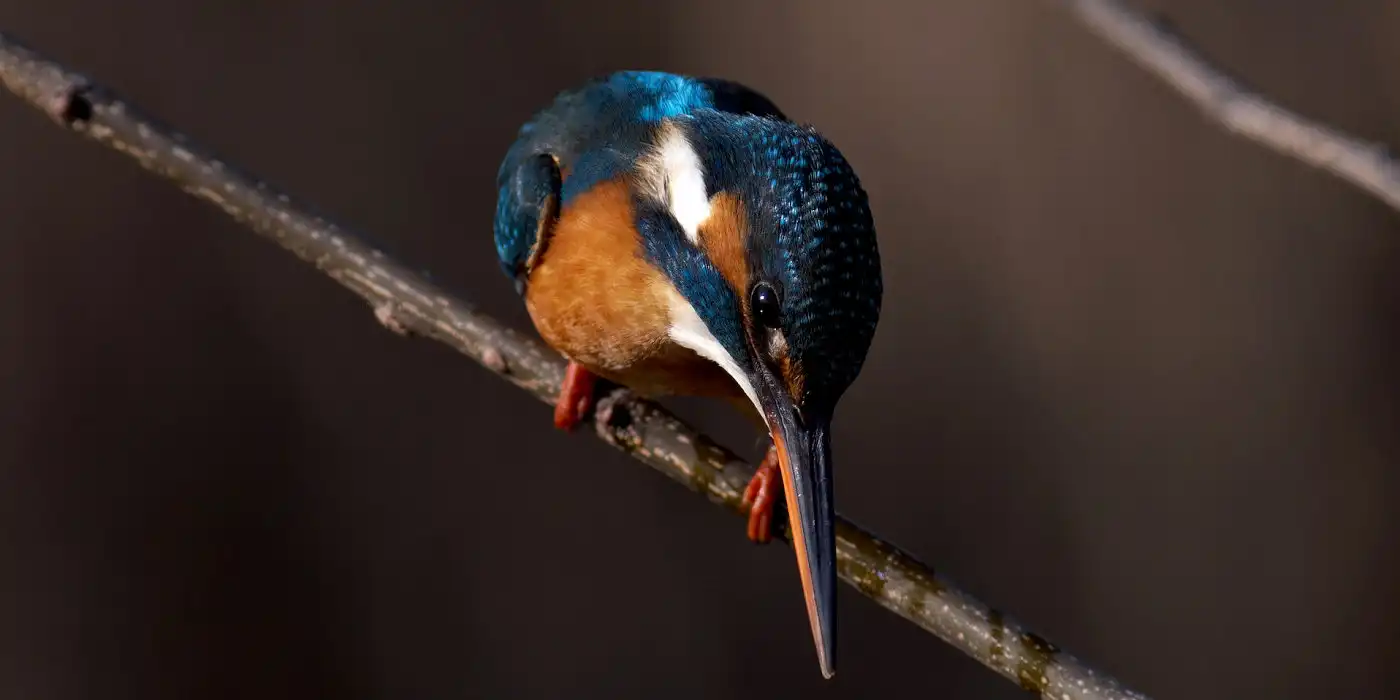 野鳥画像