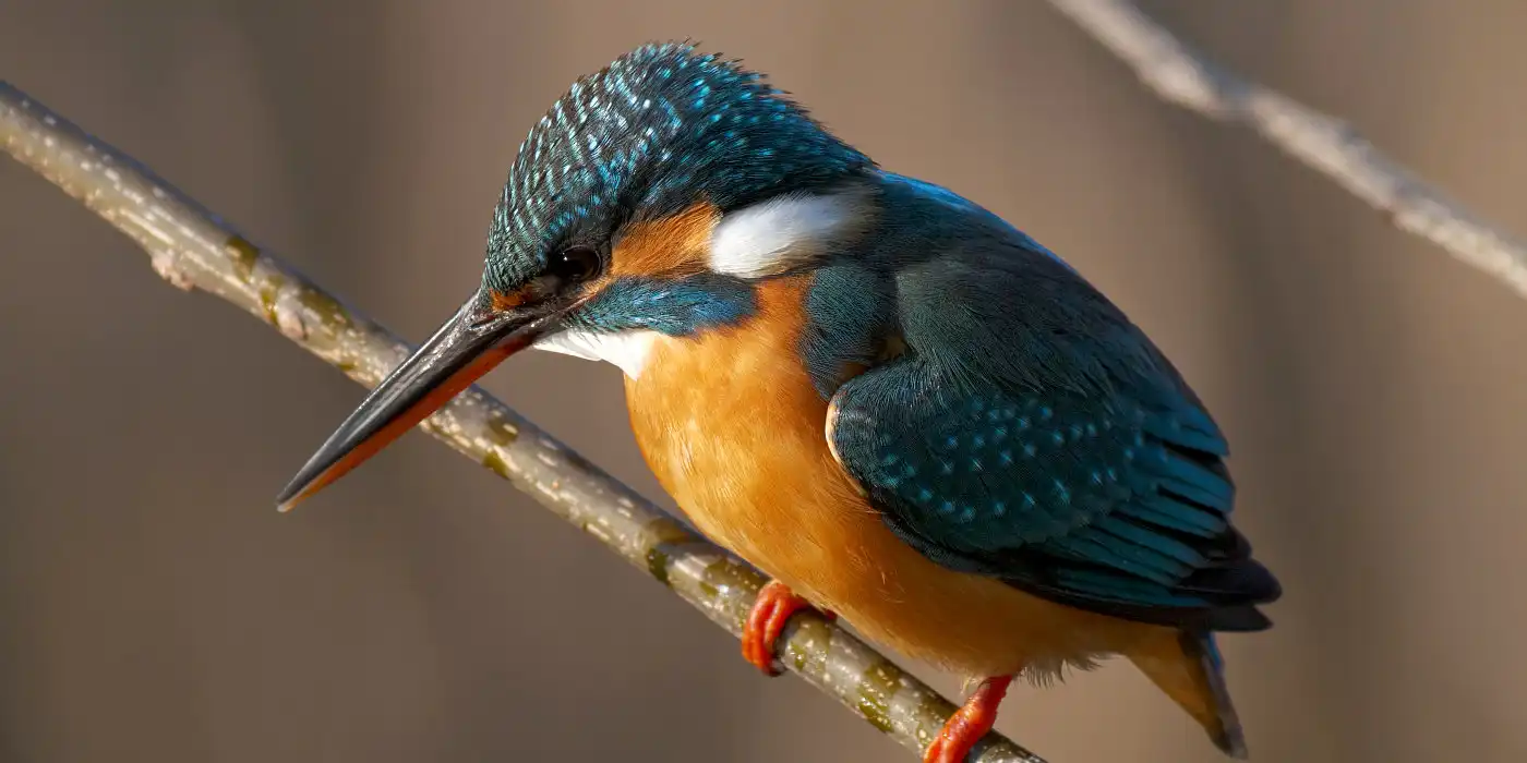 野鳥画像