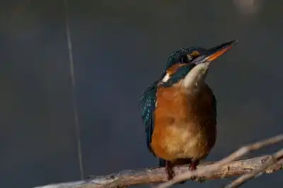 BORG101EDで撮影した写したカワセミの野鳥写真画像