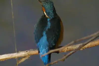 BORG101EDで撮影した写したカワセミの野鳥写真画像