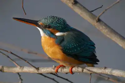 BORG101EDで撮影した写したカワセミの野鳥写真画像