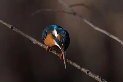 BORG101EDで撮影した写したカワセミの野鳥写真画像