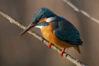 BORG101EDで撮影した写したカワセミの野鳥写真画像