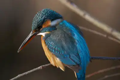 BORG101EDで撮影した写したカワセミの野鳥写真画像