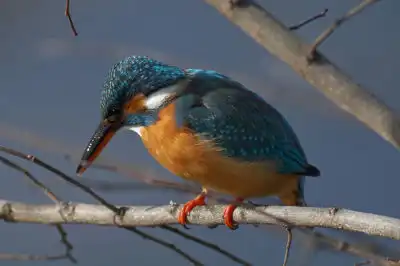 BORG101EDで撮影した写したカワセミの野鳥写真画像