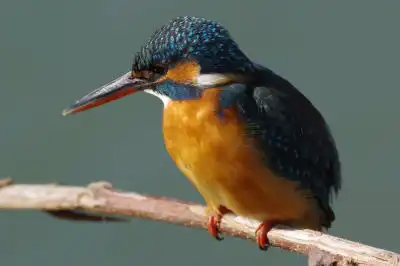 BORG101EDで撮影した写したカワセミの野鳥写真画像