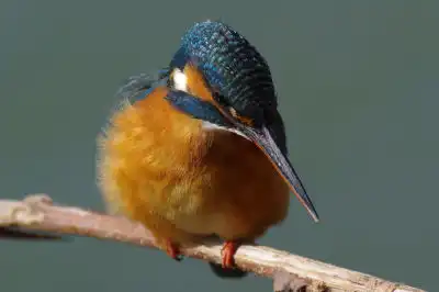 BORG101EDで撮影した写したカワセミの野鳥写真画像