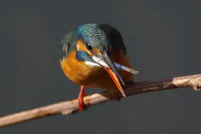 BORG101EDで撮影した写したカワセミの野鳥写真画像