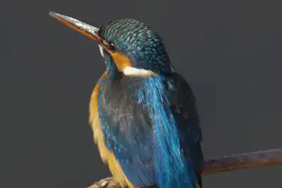 BORG101EDで撮影した写したカワセミの野鳥写真画像