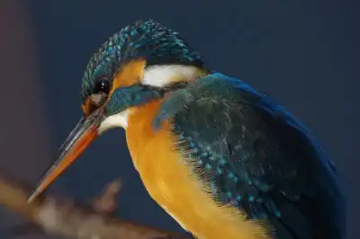 BORG101EDで撮影した写したカワセミの野鳥写真画像