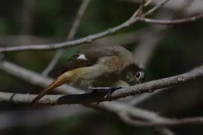 AFボーグ BORG101EDで撮影した写したジョウビタキの野鳥写真画像