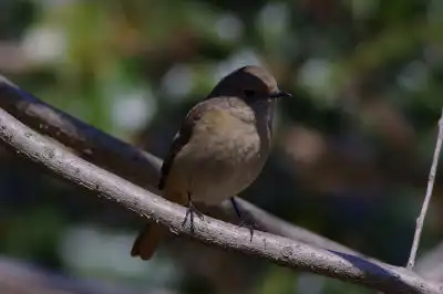 AFボーグ BORG101EDで撮影した写したジョウビタキの野鳥写真画像