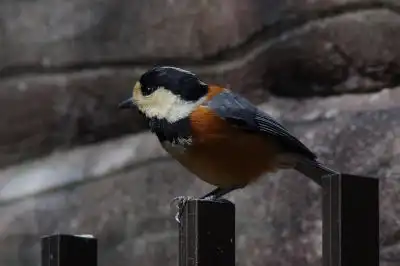 AFボーグ BORG101EDで撮影した写したヤマガラの野鳥写真画像