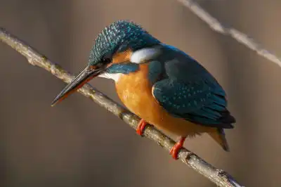 BORG101EDで撮影したカワセミの野鳥写真画像