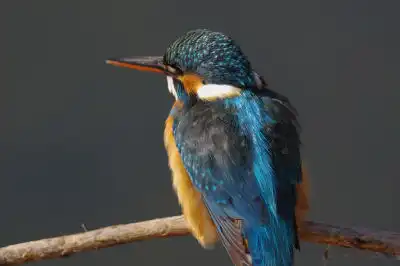 BORG101EDで撮影したカワセミの野鳥写真画像