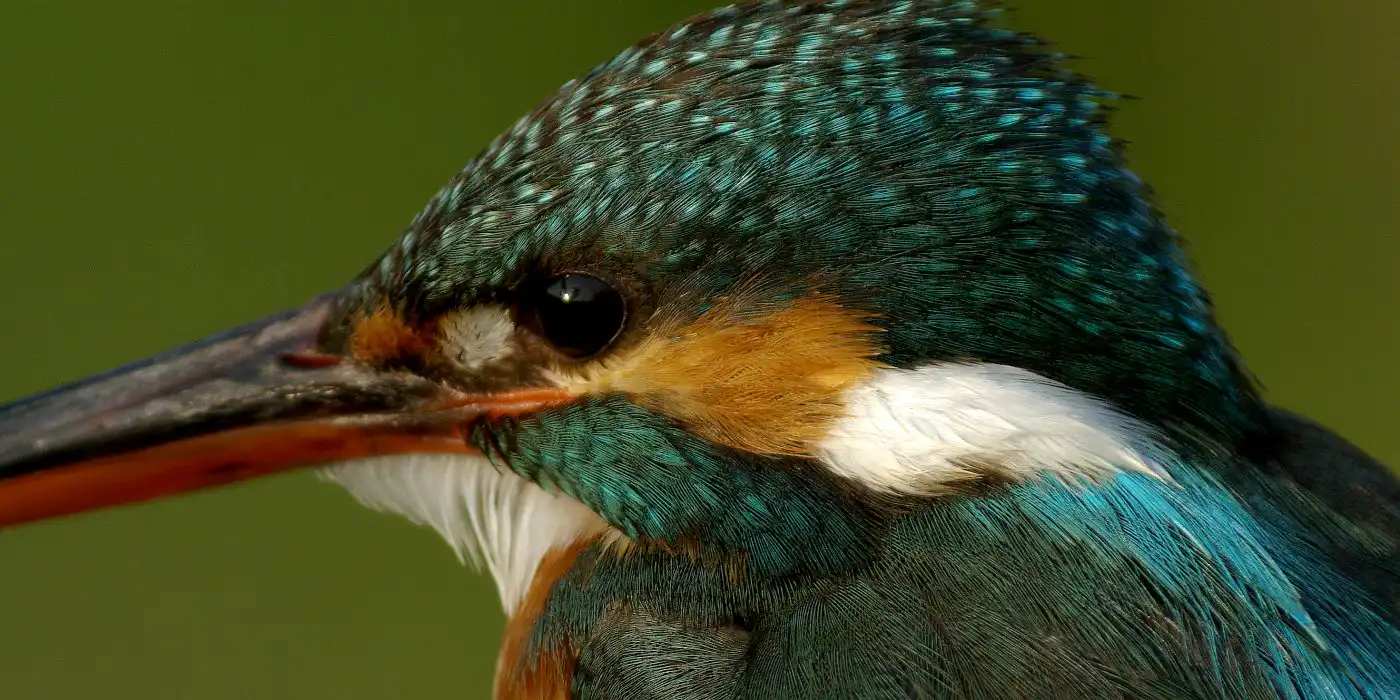 野鳥画像