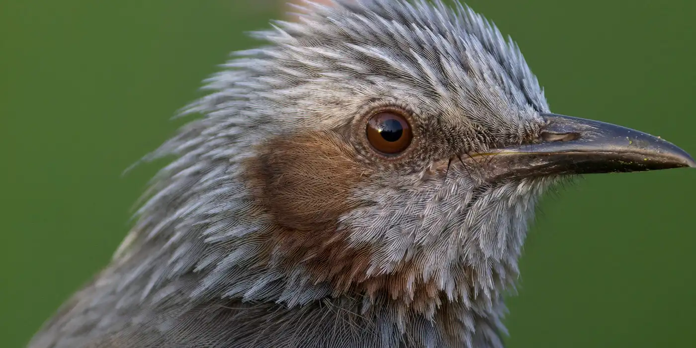 野鳥画像