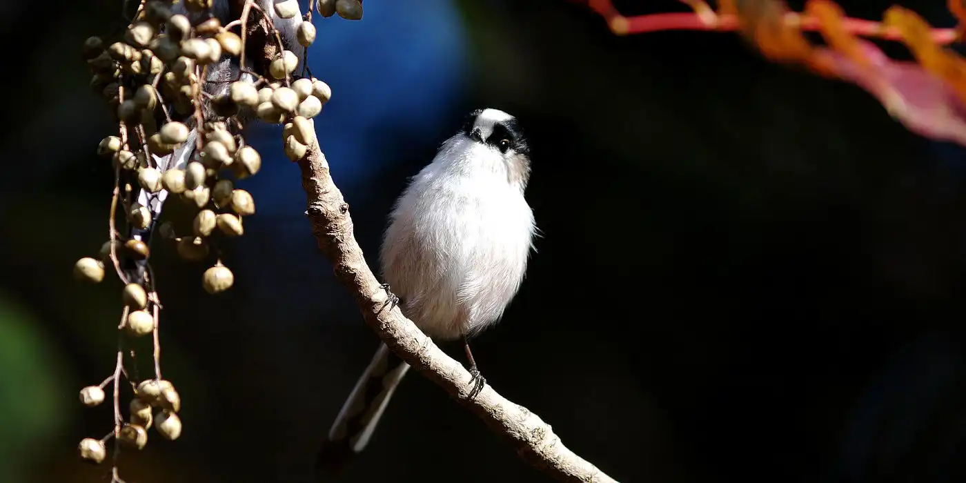 野鳥画像