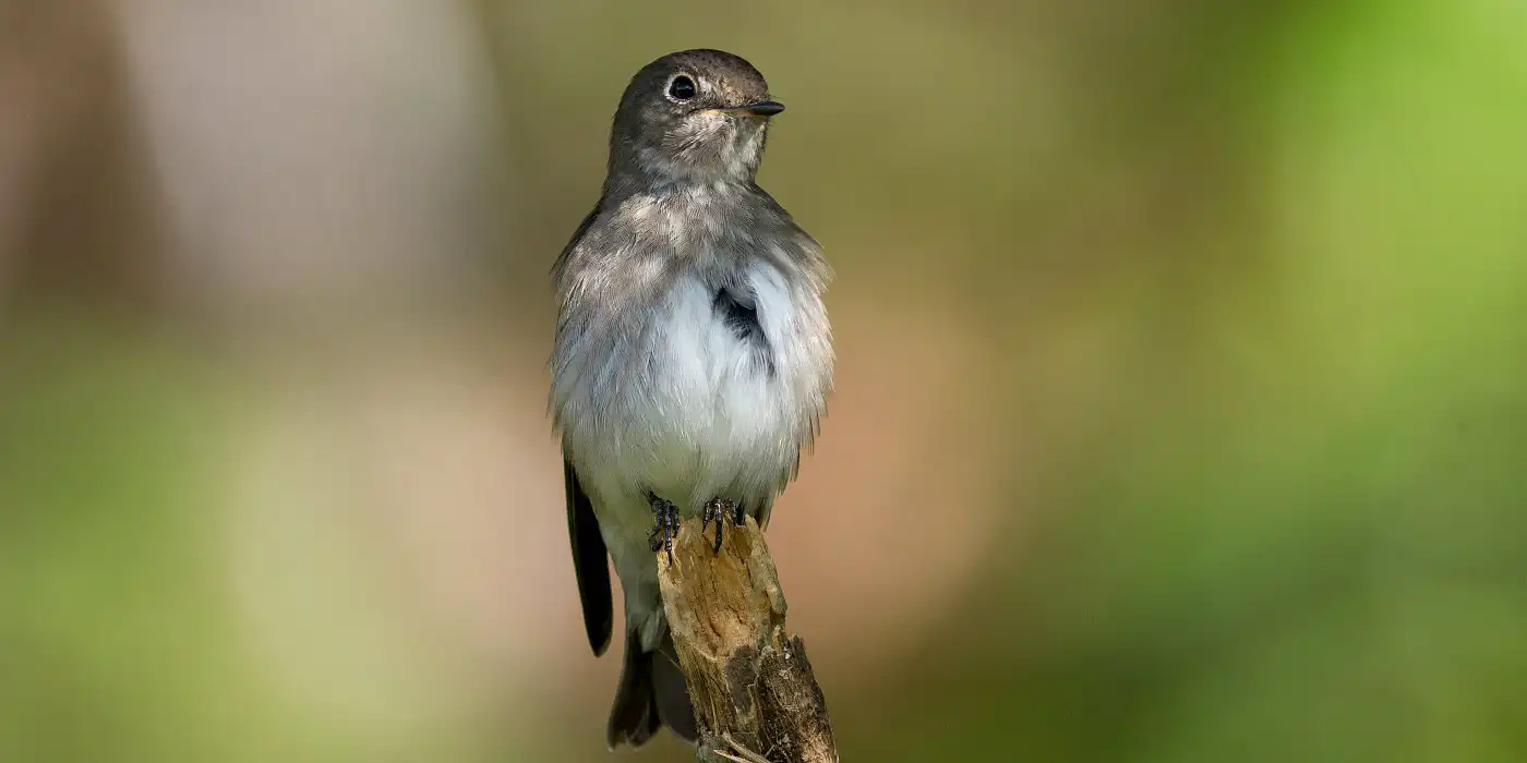 野鳥画像