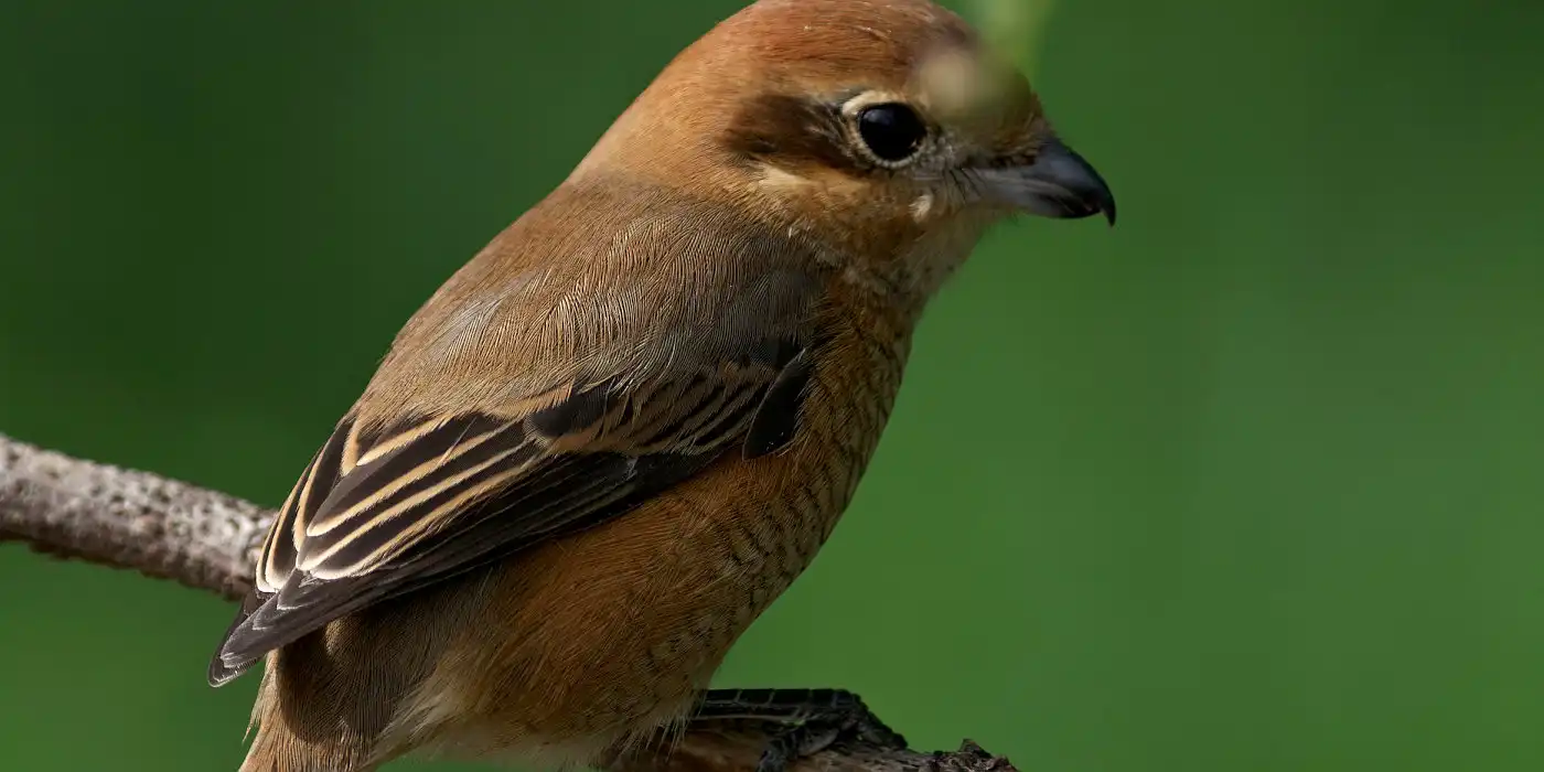 野鳥画像