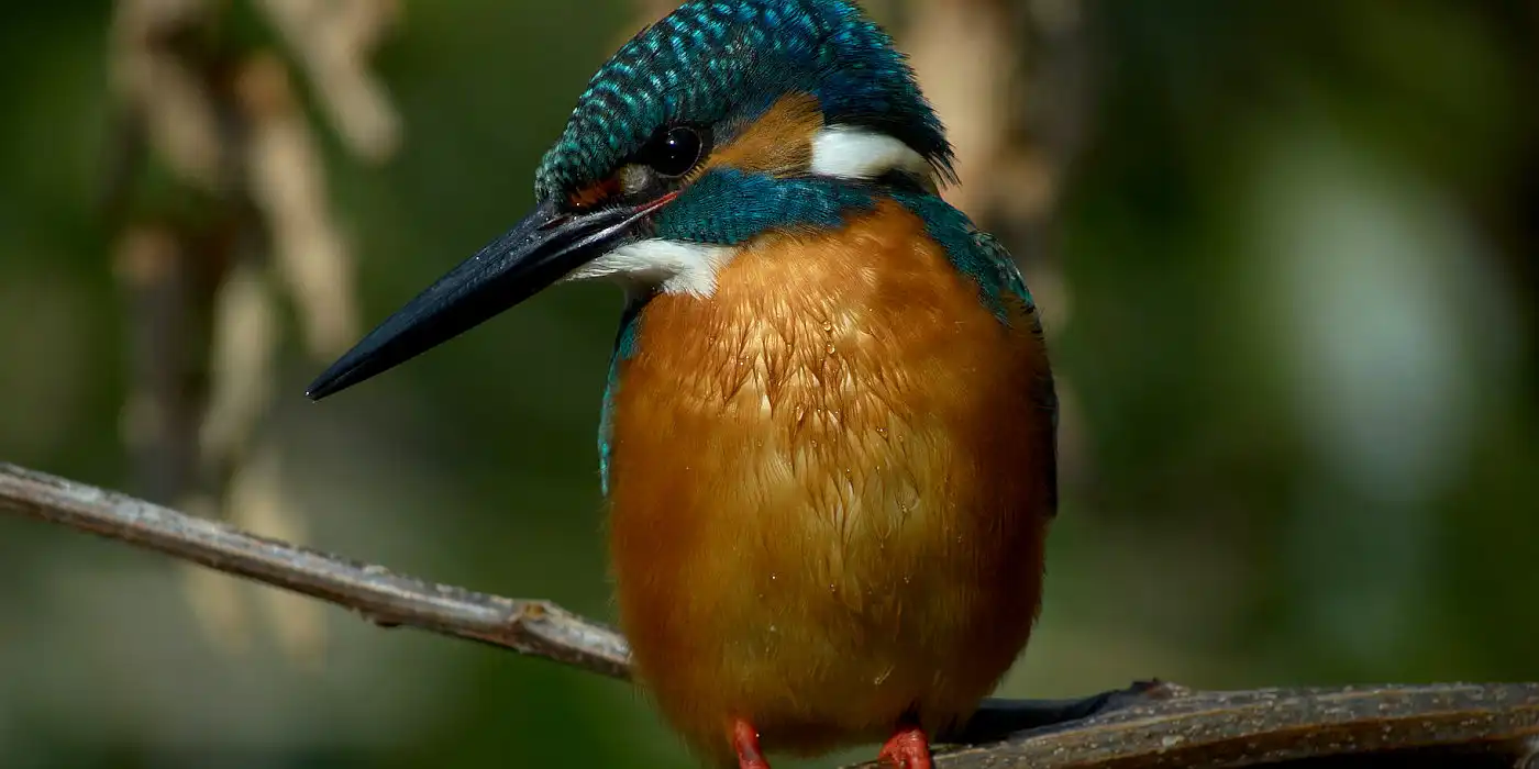 野鳥画像