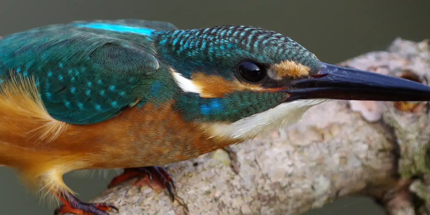 野鳥画像