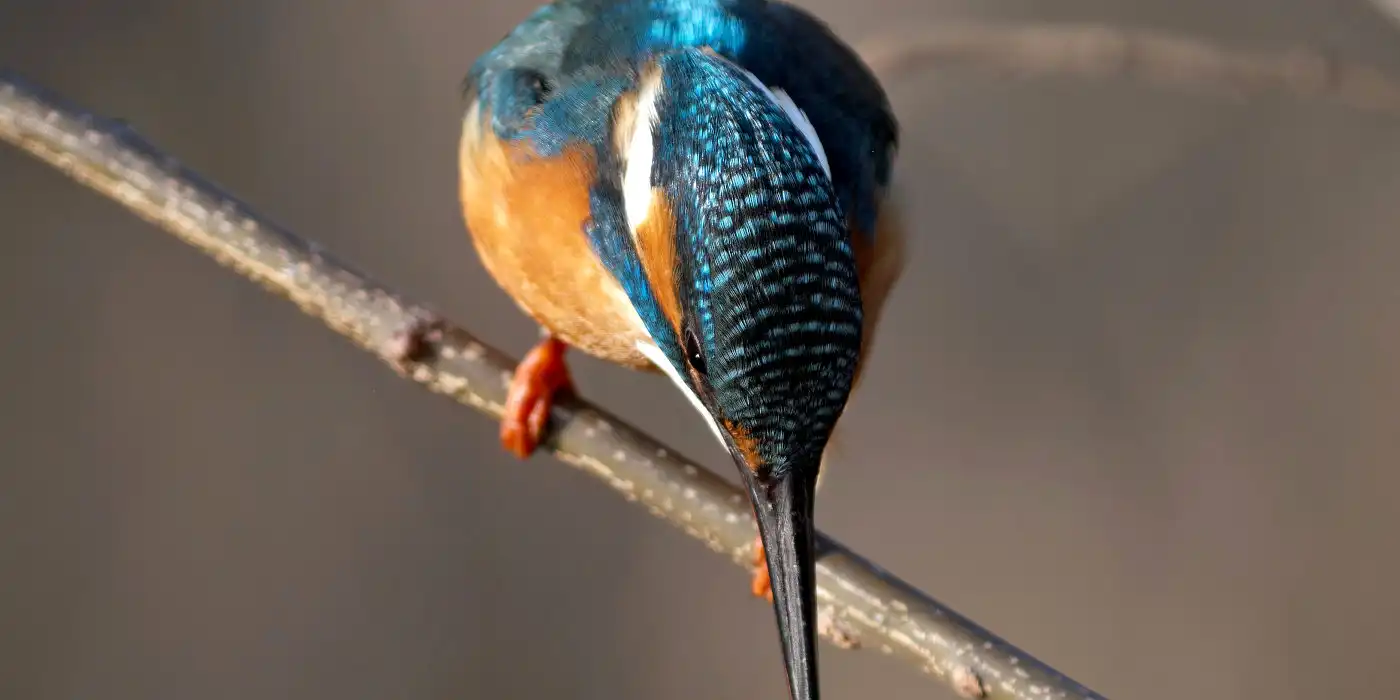 野鳥画像