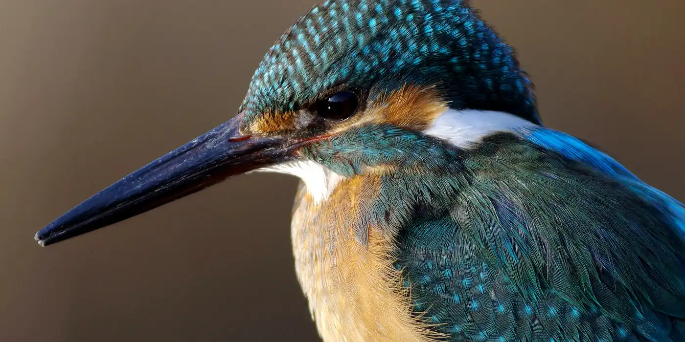 野鳥画像