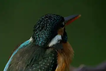 BORG125SDで撮影したカワセミの野鳥写真画像