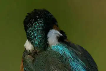 BORG125SDで撮影したカワセミの野鳥写真画像