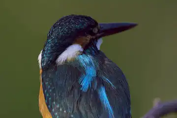 BORG125SDで撮影したカワセミの野鳥写真画像