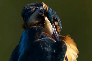 BORG125SDで撮影したカワセミの野鳥写真画像