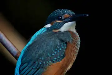 BORG125SDで撮影したカワセミの野鳥写真画像