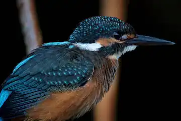 BORG125SDで撮影したカワセミの野鳥写真画像