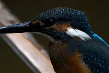 BORG125SDで撮影したカワセミの野鳥写真画像