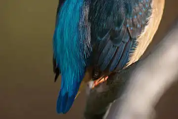 BORG125SDで撮影したカワセミの野鳥写真画像