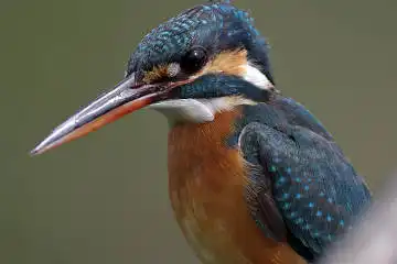 BORG125SDで撮影したカワセミの野鳥写真画像