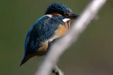 BORG125SDで撮影したカワセミの野鳥写真画像