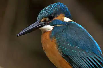 BORG125SDで撮影したカワセミの野鳥写真画像