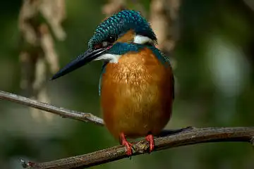BORG125SDで撮影したカワセミの野鳥写真画像