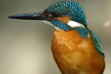 BORG125SDで撮影したカワセミの野鳥写真画像