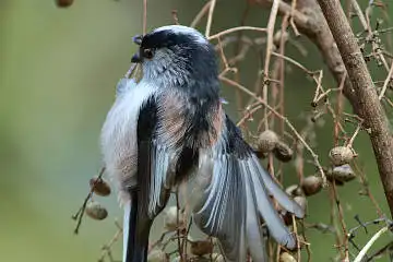 BORG125SDで撮影したエナガの野鳥写真画像